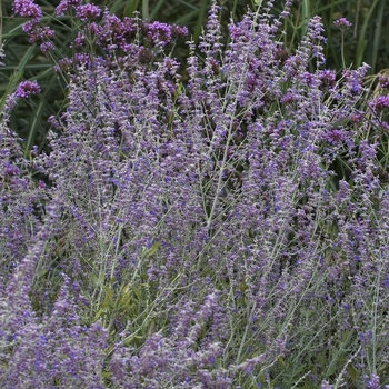 Perovskia atriplicifolia ''Little Spire'' PP11643 (Russian Sage) - Little Spire Russian Sage