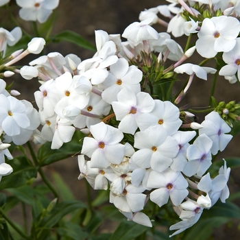 Phlox ''Minnie Pearl'' (Phlox) - Minnie Pearl Phlox