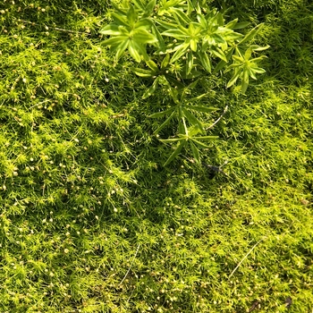 Aurea Irish Moss