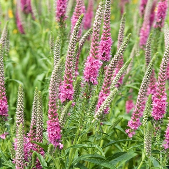 Veronica spicata ''Red Fox'' (Speedwell) - Red Fox Speedwell