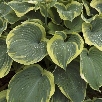 Hosta 'Earth Angel' - Hosta