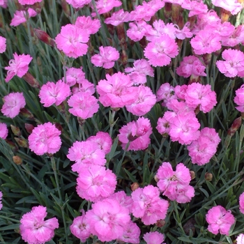 Dianthus gratianapolitanus 'Tiny Rubies' - Cheddar Pinks