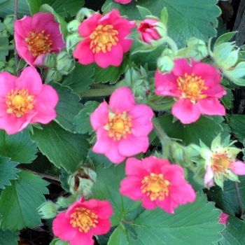 Fragaria ''Lipstick'' (Ornamental Strawberry) - Lipstick Ornamental Strawberry