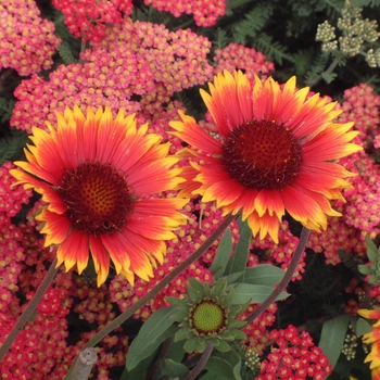 Gaillardia aristata ''Dazzler'' (Blanket Flower) - Dazzler Blanket Flower