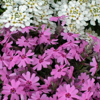 Iberis sempervirens (Candytuft) - Candytuft