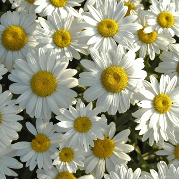 Leucanthemum x superbum ''Snowcap'' (Shasta Daisy) - Snowcap Shasta Daisy
