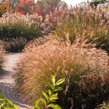 Pennisetum alopecuroides (Fountain Grass) - Fountain Grass