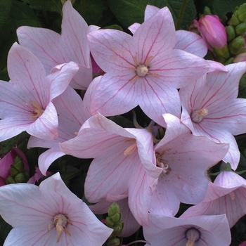 Platycodon grandiflorus - 'Fuji Pink' Balloon Flower