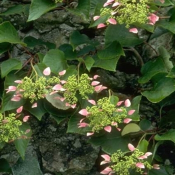 Schizophragma hydrangeoides ''Roseum'' (Climbing Hydrangea) - Roseum Climbing Hydrangea