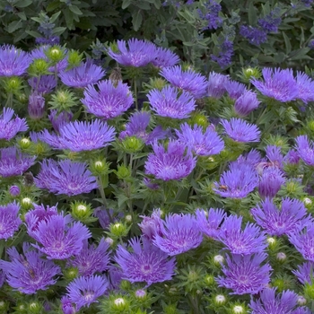Stokesia ''Peachie''s Pick'' (Stokes'' Aster) - Peachie''s Pick Stokes'' Aster