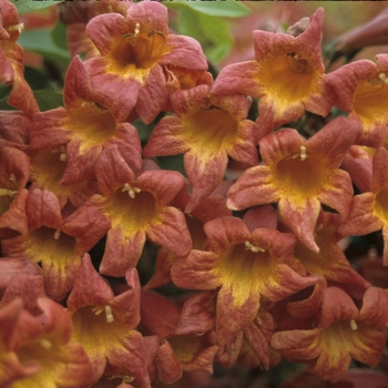 Bignonia capreolata 'Tangerine Beauty' - Tangerine Beauty Cross Vine