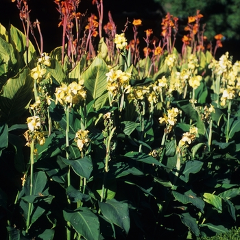 Multiple Varieties - Canna Lily