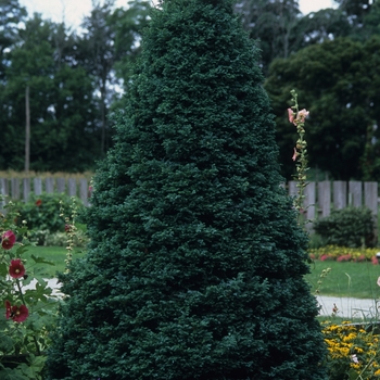 Chamaecyparis pisifera 'Boulevard' - Boulevard Cypress