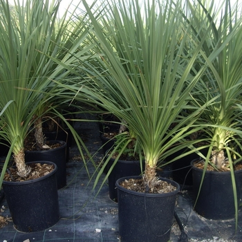 Dracaena indivisa - Spikes