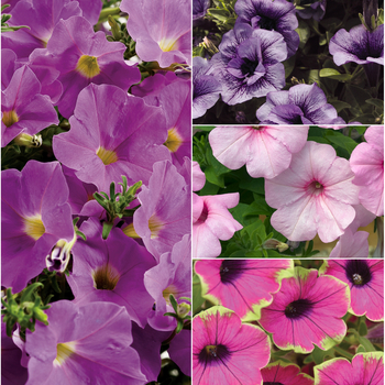 Petunia ''Multiple Varieties'' (Petunia) - Supertunia® Multiple Varieties