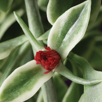 Dorotheanthus bellidiformis 'Mezoo Trailing Red' - Mezoo™ Trailing Red