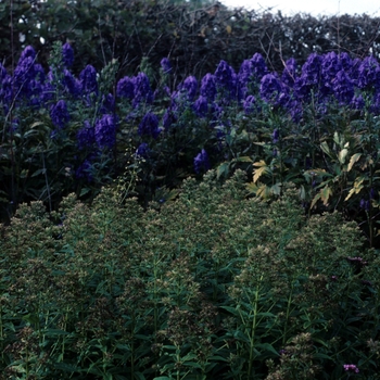 Aconitum carmichaelii - Monk's Hood