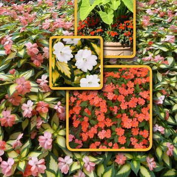 Impatiens (Impatiens) - SunPatiens® Mix