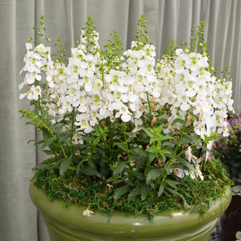 Angelonia angustifolia - Archangel™ White Angelonia