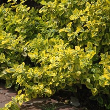 Euonymus fortunei 'Emerald n' Gold' - Wintercreeper Euonymus