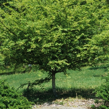 Euonymus alatus (Winged Burning Bush) - Winged Burning Bush