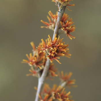 Hamamelis vernalis (Vernal Witch Hazel) - Vernal Witch Hazel