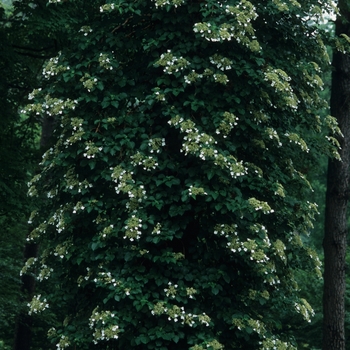 Hydrangea anomala subsp. petiolaris - Climbing Hydrangea