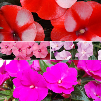 Impatiens hawkeri ''Multiple Varieties'' (New Guinea Impatiens) - Multiple Varieties New Guinea Impatiens