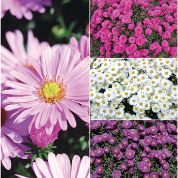 Aster Multiple Varieties - Aster