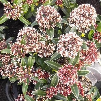Skimmia japonica ''Male'' (Male Japanese Skimmia) - Male Male Japanese Skimmia