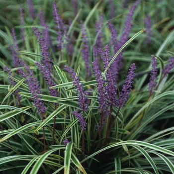 Liriope muscari ''Variegata'' (Variegated Liriope) - Variegata Variegated Liriope