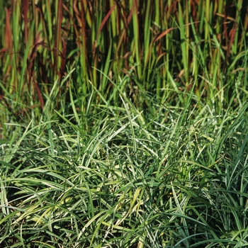 Liriope spicata ''Silver Dragon'' (Lilyturf) - Silver Dragon Lilyturf