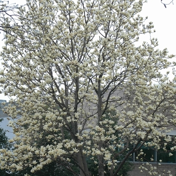 Magnolia ''Elizabeth'' (Magnolia) - Elizabeth Magnolia