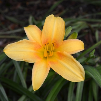 Yellow Hybrid Daylily