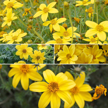 Bidens ''Multiple Varieties'' (Aster) - Multiple Varieties Aster