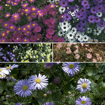 Brachyscome