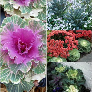 Brassica (Assorted Flowering Kale & Cabbage) - Assorted Flowering Kale & Cabbage