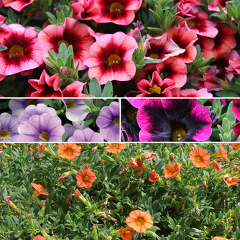 Calibrachoa - Million Bells - Superbells® Series