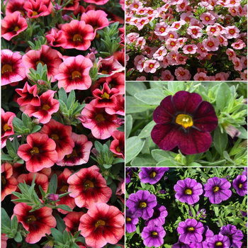 Calibrachoa ''Multiple Varieties'' (Assorted, Million Bells) - Multiple Varieties Assorted, Million Bells