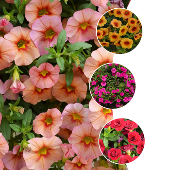 Minifamous™ Series - Calibrachoa - Million Bells