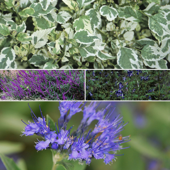 Caryopteris (Assorted Bluebeard) - Assorted Bluebeard