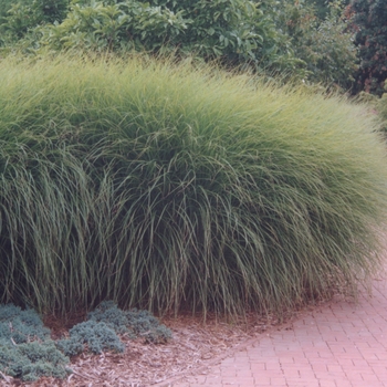 Miscanthus sinensis ''Gracillimus'' (Ornamental Grass) - Gracillimus Ornamental Grass