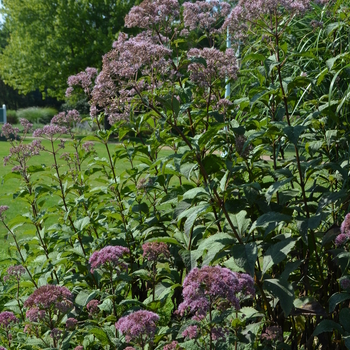 Eupatorium purpureum ssp. maculatum ''Gateway'' (Spotted Joe Pye Weed) - Gateway Spotted Joe Pye Weed