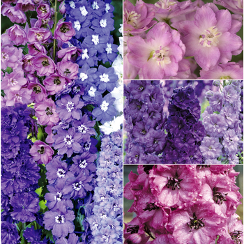 Multiple Varieties - Delphinium