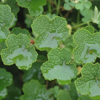 Rubus calycinoides (Creeping Raspberry) - Creeping Raspberry