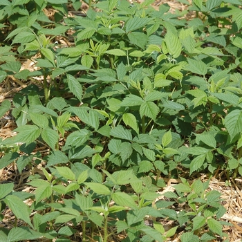 Rubus idaeus var. strigosus ''Heritage'' (Raspberry) - Heritage Raspberry