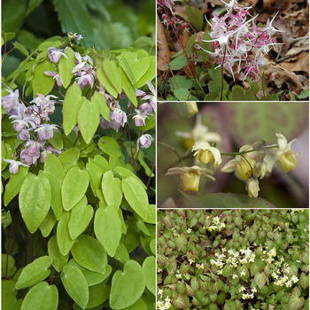 Epimedium ''Multiple Varieties'' (Barrenwort) - Multiple Varieties Barrenwort