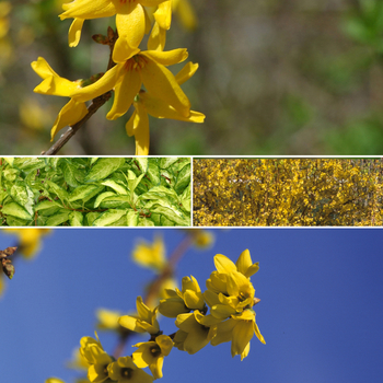 Forsythia 'Multiple Varieties' - Forsythia