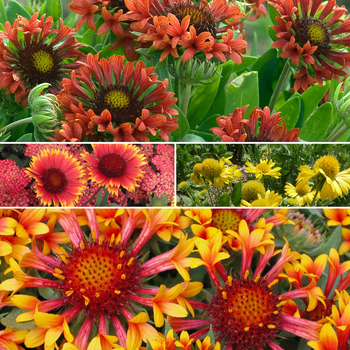 Gaillardia 'Multiple Varieties' - Gaillardia - Blanket Flower