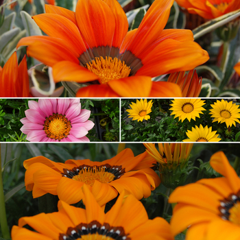 Multiple Varieties - Gazania
